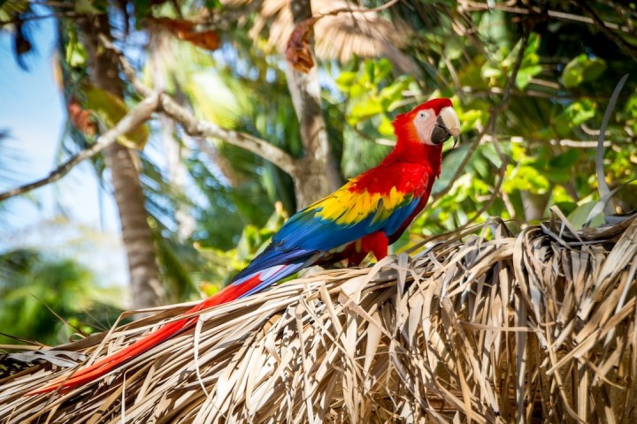 a colorful bird perched on a tree branch