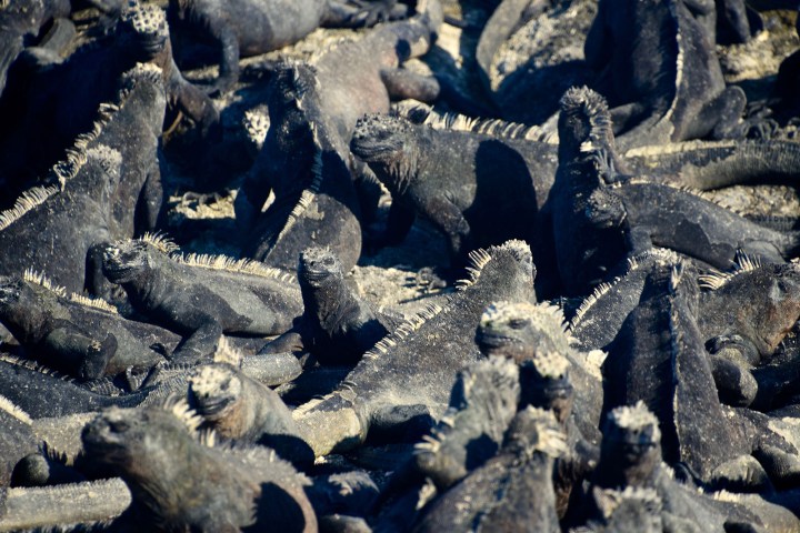 a herd of sheep standing on top of a rock