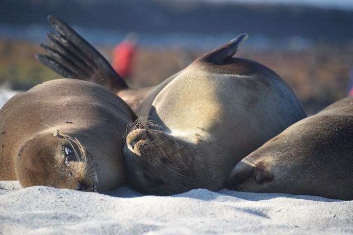 a close up of a seal lying in the sand